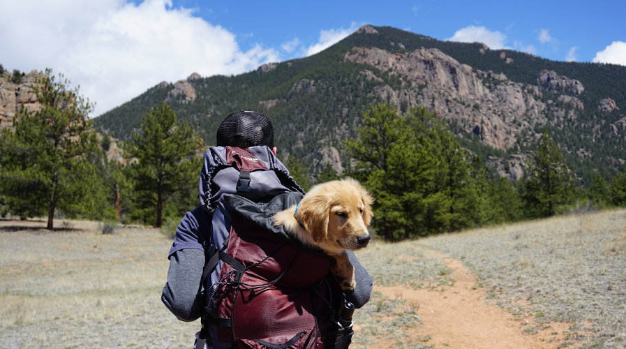 Backpacking with your pet can be a great new adventure