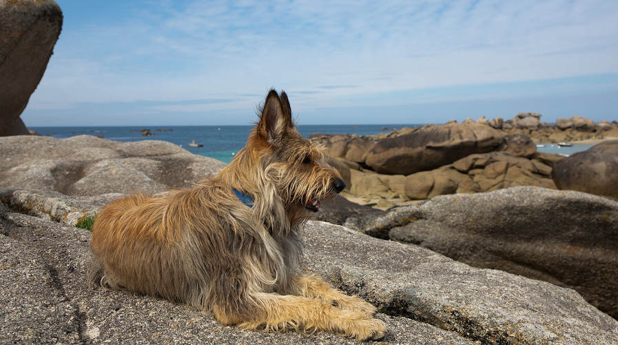 A dog laying on a bed of rocks on an island